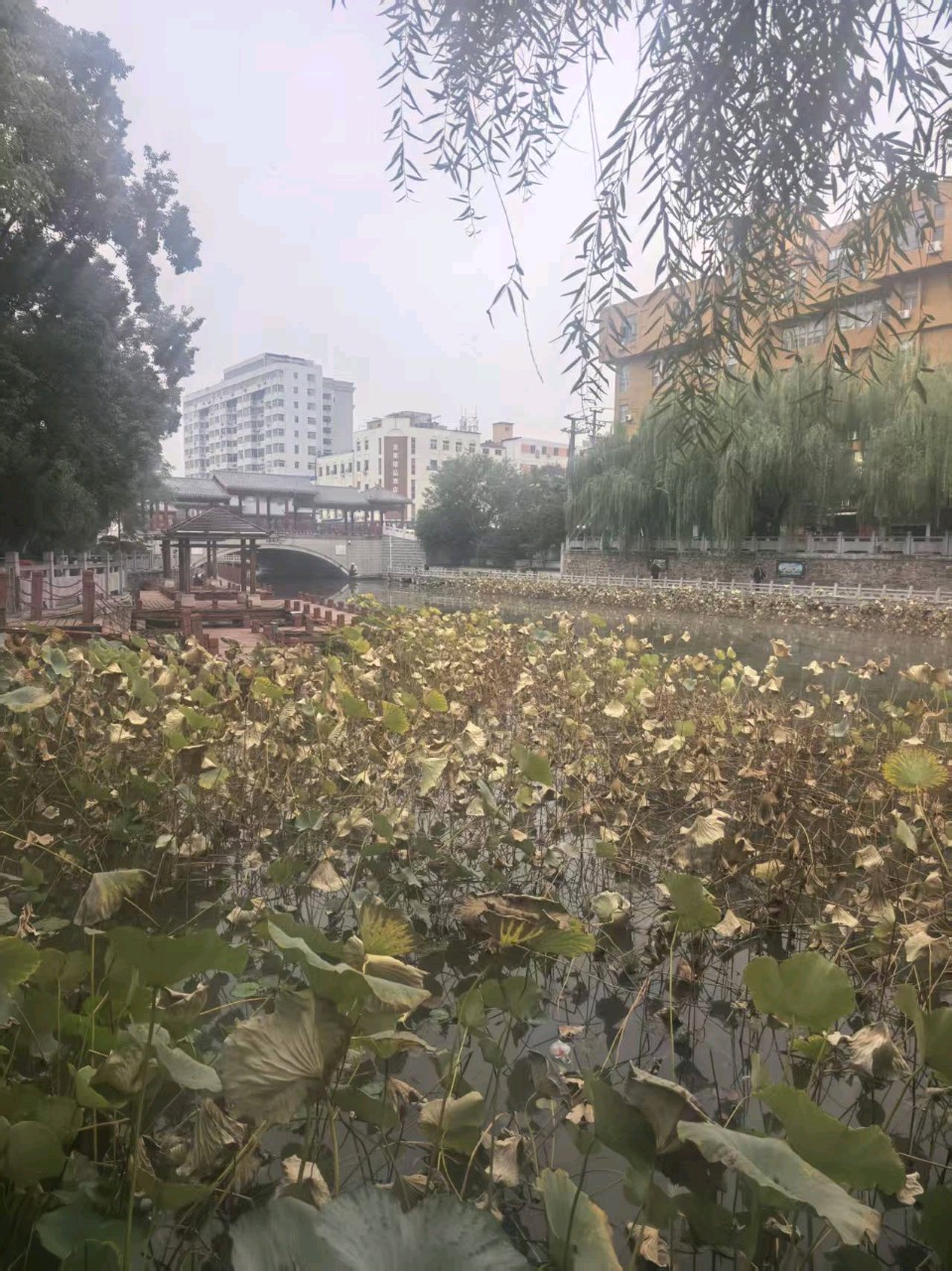 虞美人·秋荷 词‖青藤