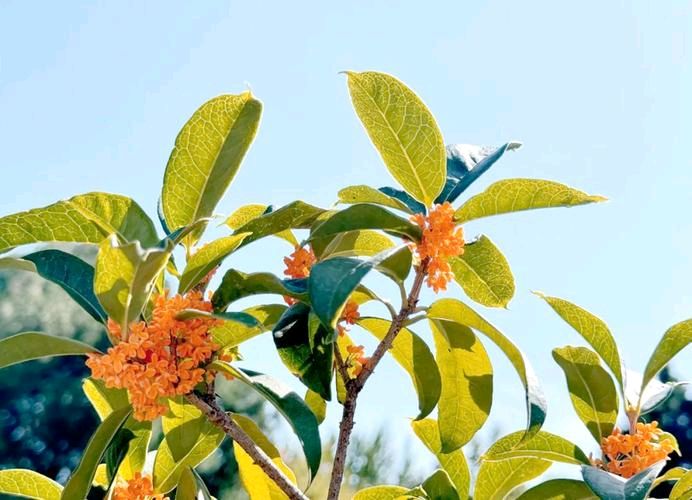 【北京头条】吴开洲现代诗歌专辑296期（图4）