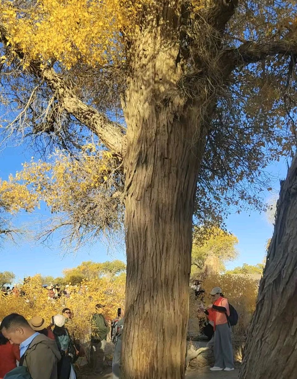 《中华好诗词》隆重推出(河南)著名书法家诗人黄兴民先生《二六年十月九日高朋结伴同行赴宁蒙旅游 赋诗以记行程见闻感受》请雅鉴(图8)