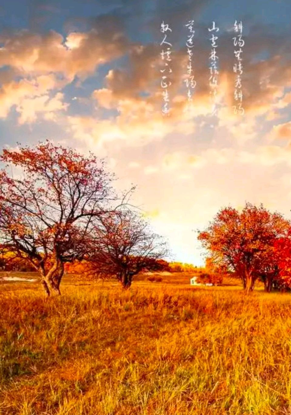 【荣耀中国】文学社*五律 晚秋光景晨文／南山翁（图3）