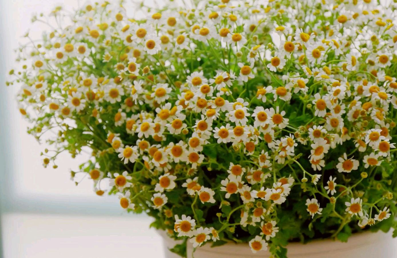 【明心文学】水川/百花争艳组诗（81） 七律四首  主播/张兆维