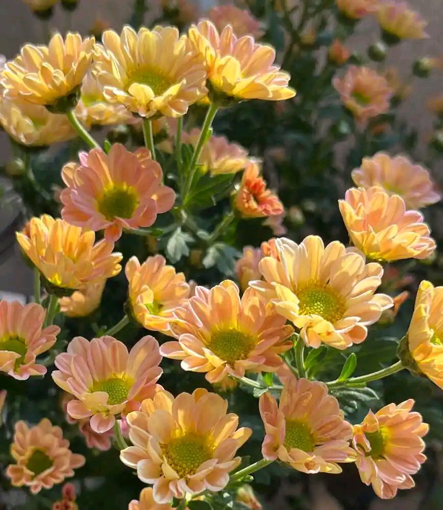【明心文学】水川/百花争艳组诗（81） 七律四首  主播/张兆维
