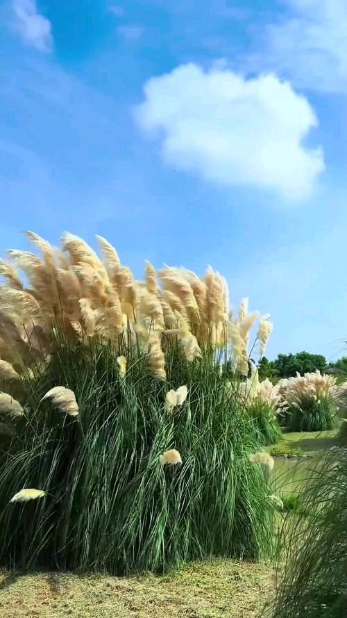 【北京头条】石景章诗歌专辑099期(图6)