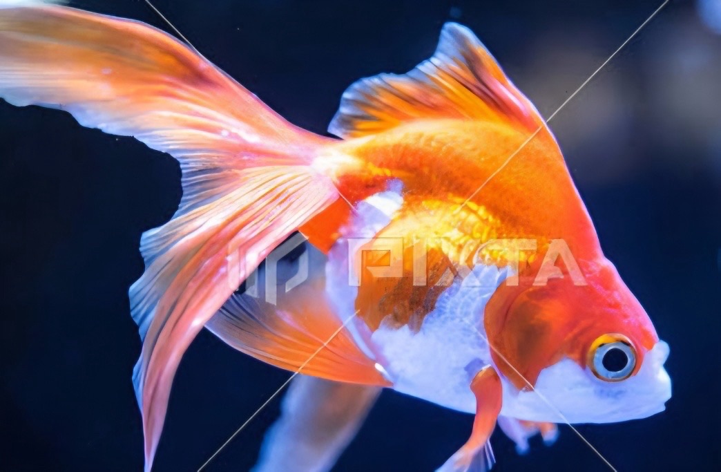 海外头条:《 宠物孽海忘情诗六首》作者: 保羅(澳大利亚)(图5)