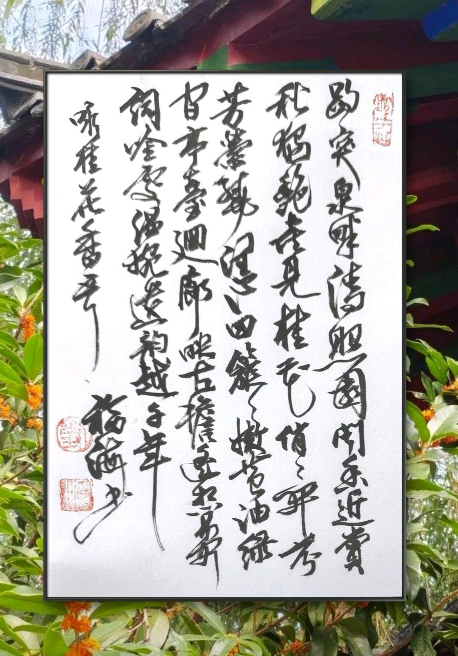 泉畔桂花艳