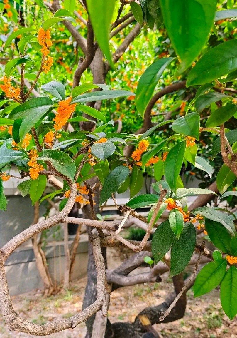 泉畔桂花艳（图7）