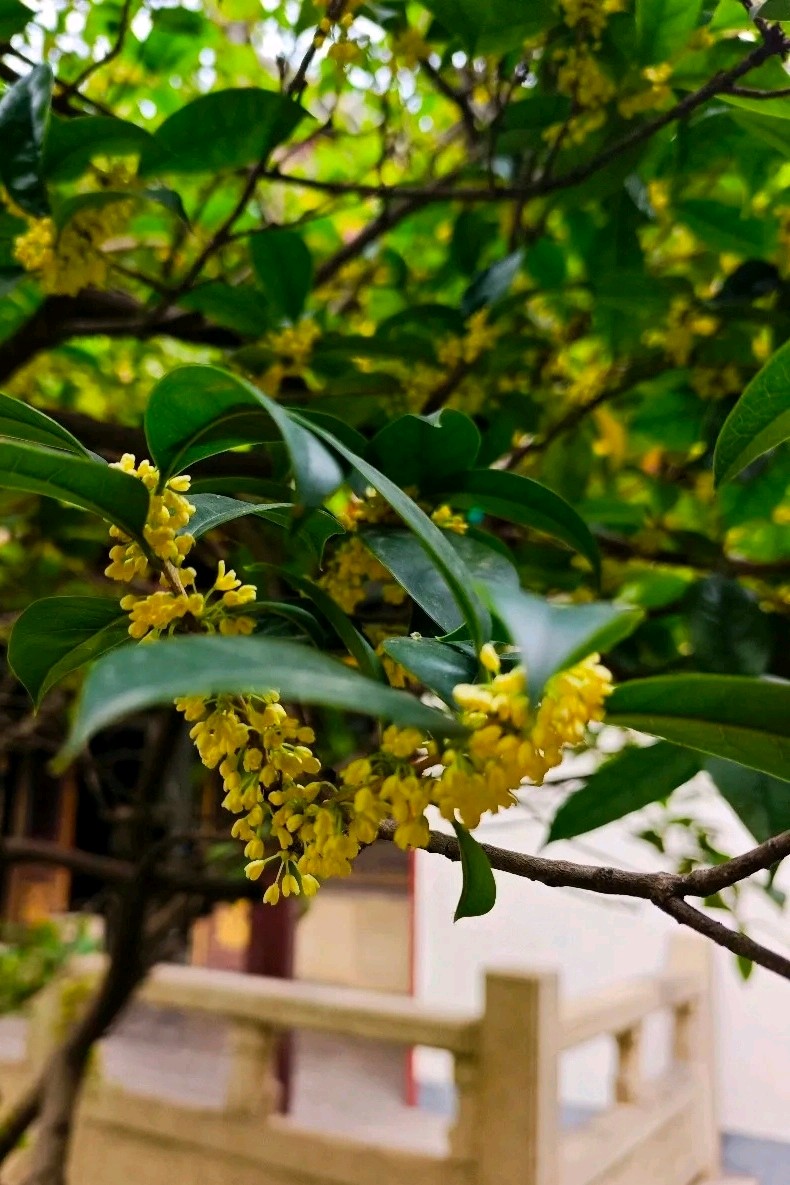 泉畔桂花艳（图10）