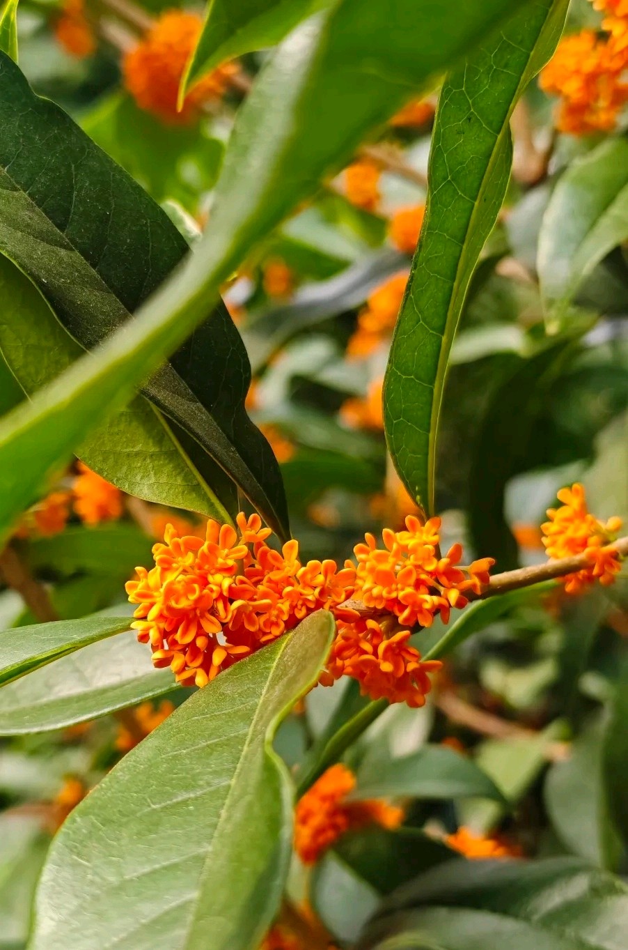 泉畔桂花艳（图6）