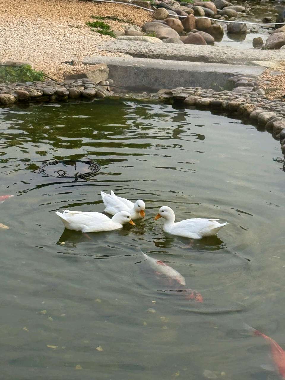 遊览不急岛（图8）