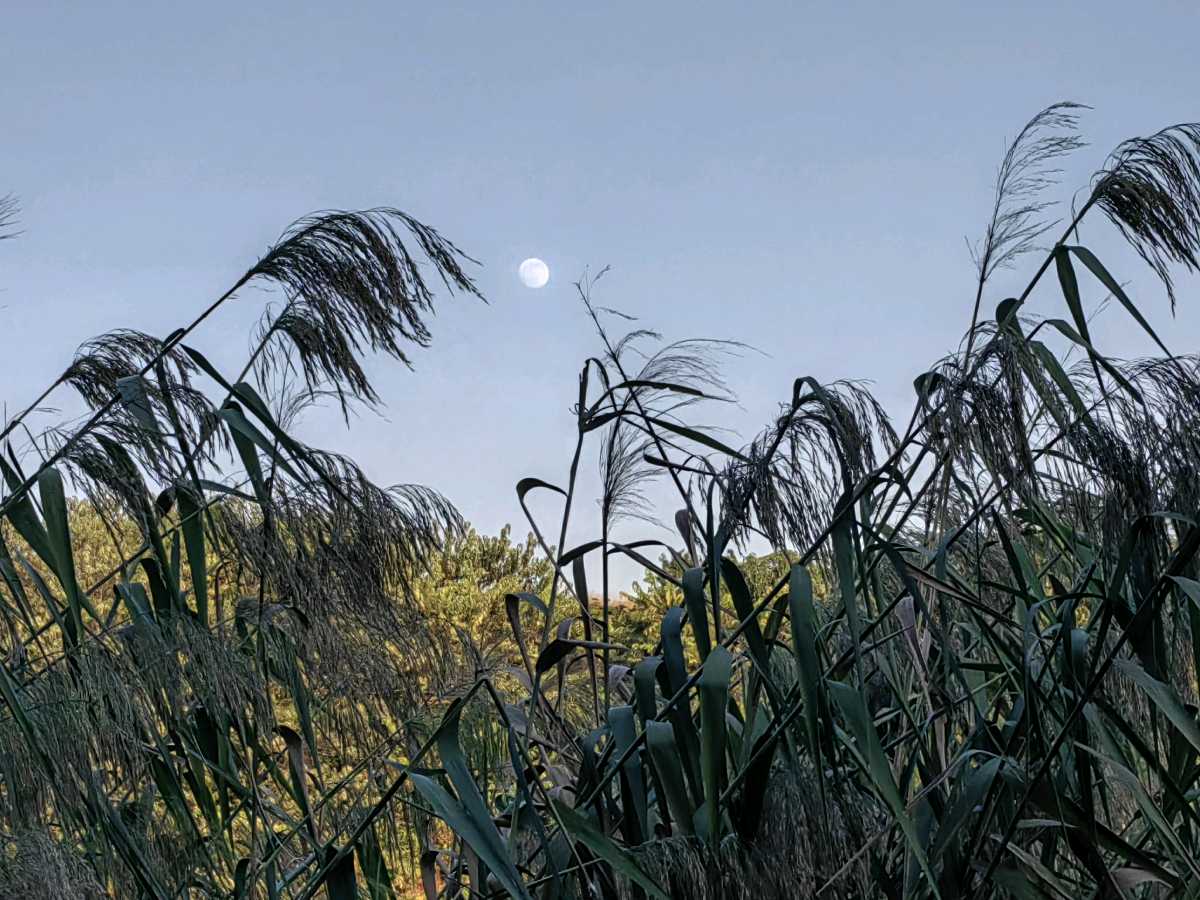 菩萨蛮 . 湖边(二首)文/江冲(图3)