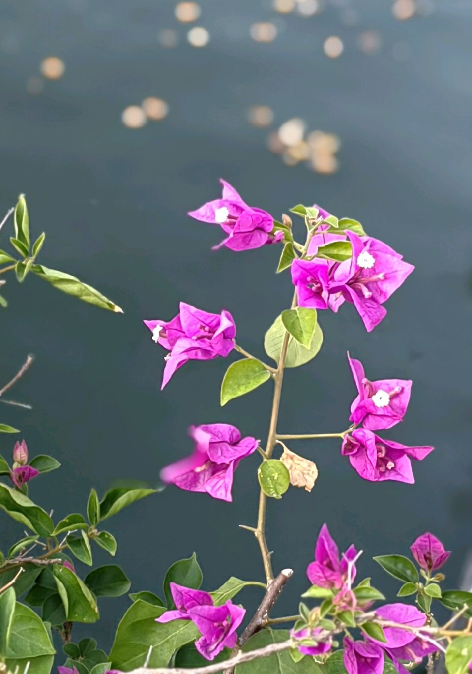 菩萨蛮 . 湖边(二首)文/江冲(图13)