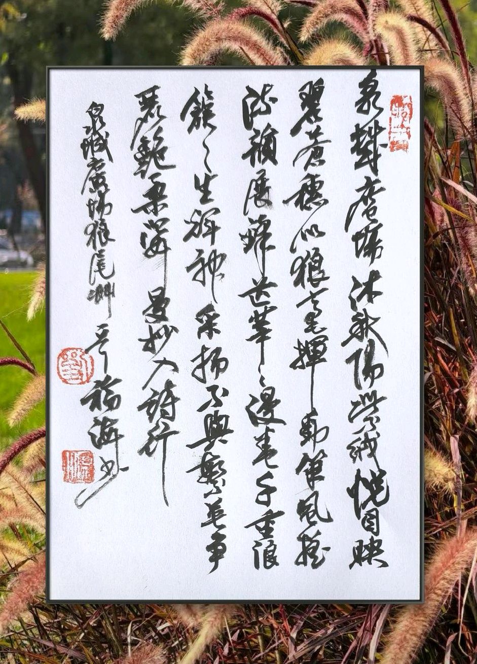 丛丛狼尾草