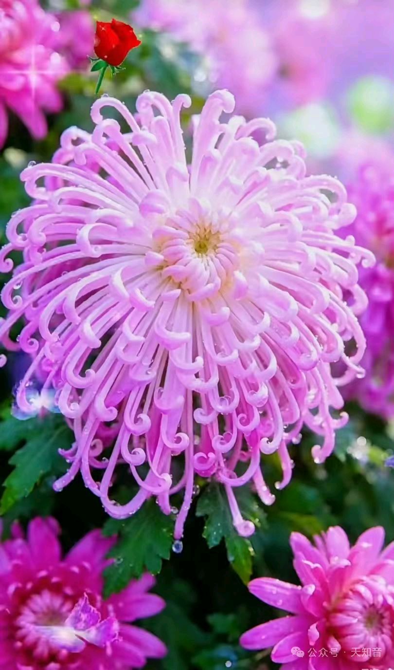 五律~秋菊颂/詹成(图6)