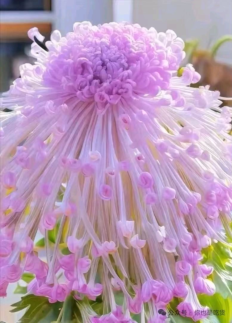 五律~秋菊颂/詹成(图5)