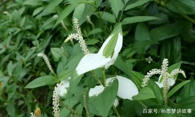 请欣赏《霜降（五首》作者/赵华/主播 编辑 英利【中国长江文学社】有声文学平台【第20360期】（图6）