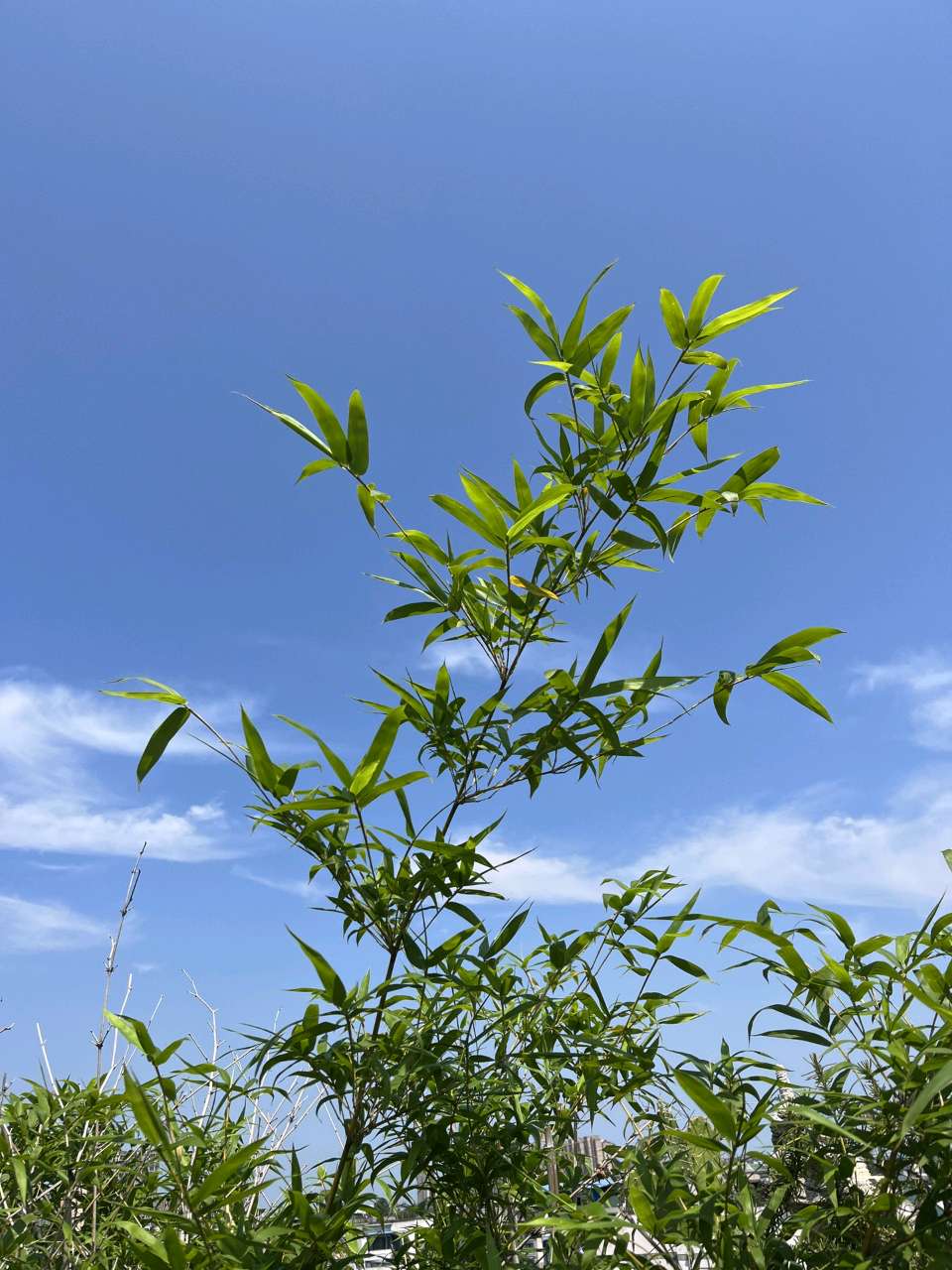 【北京头条】刘希泉诗歌专辑087期（图3）