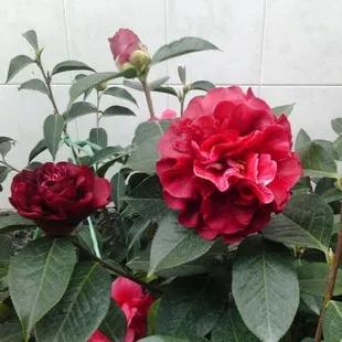 【荣耀中国】云笺诗会*张金祥老师十二月花令组诗专刊(图15)