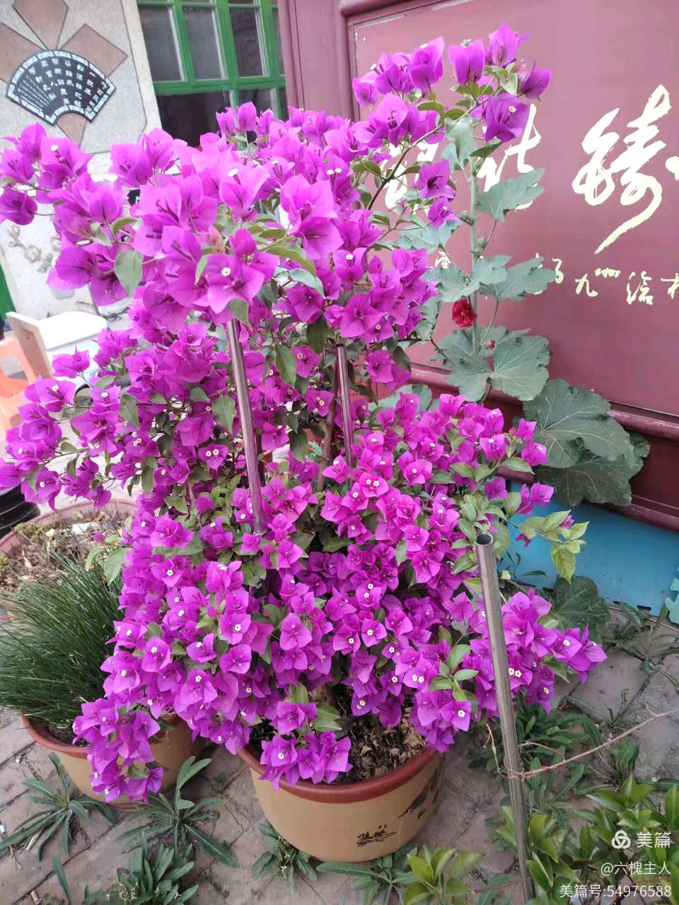 【都市头条向幸福出发编辑部】第17098期  七绝：中清  编发：六槐主人