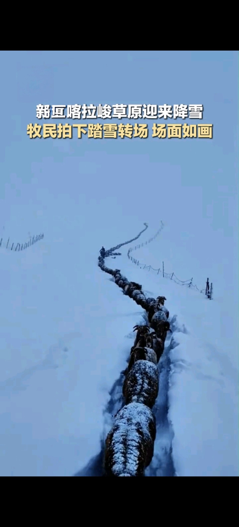 素雪喀拉峻，生灵逐光行（图3）