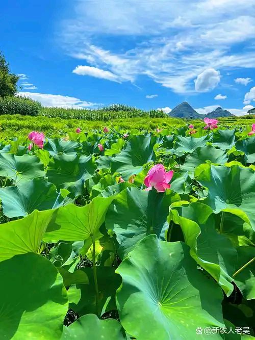 刘凤亭：春夏秋冬五绝八咏||巴彦诗协【1260】（图4）