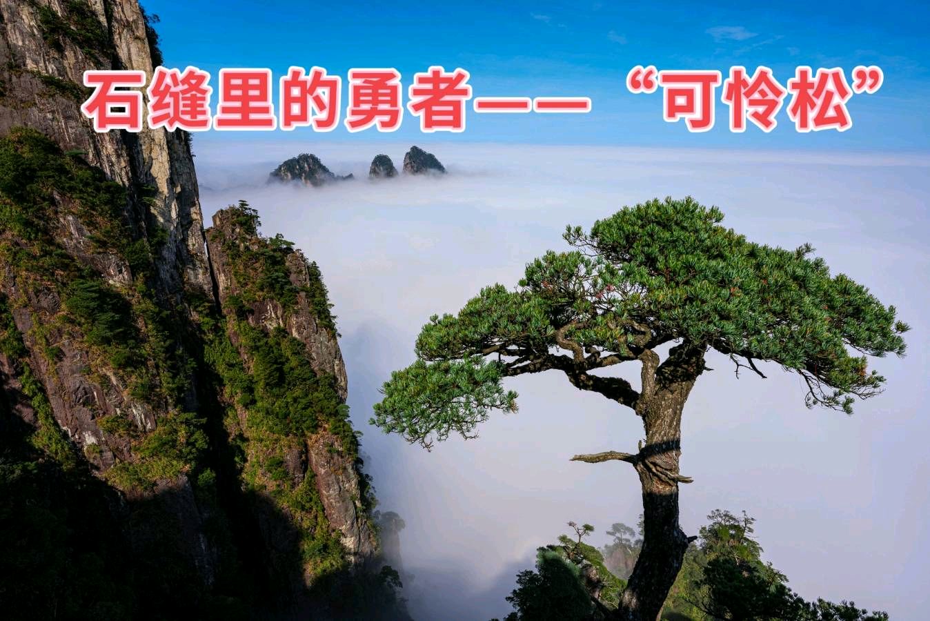 幽兰《石缝里的勇者——“可怜松”（组诗）》诵读：好运