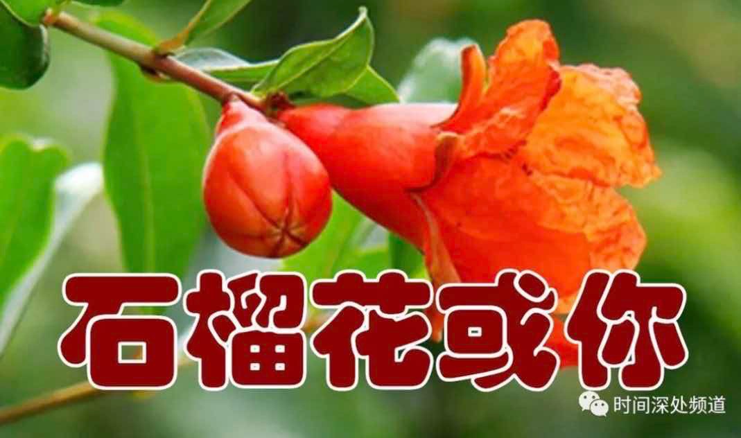 【世界华人文学城】第57期“名家名篇”《石榴花或你》作者：捷夫，诵读：百分百（图4）