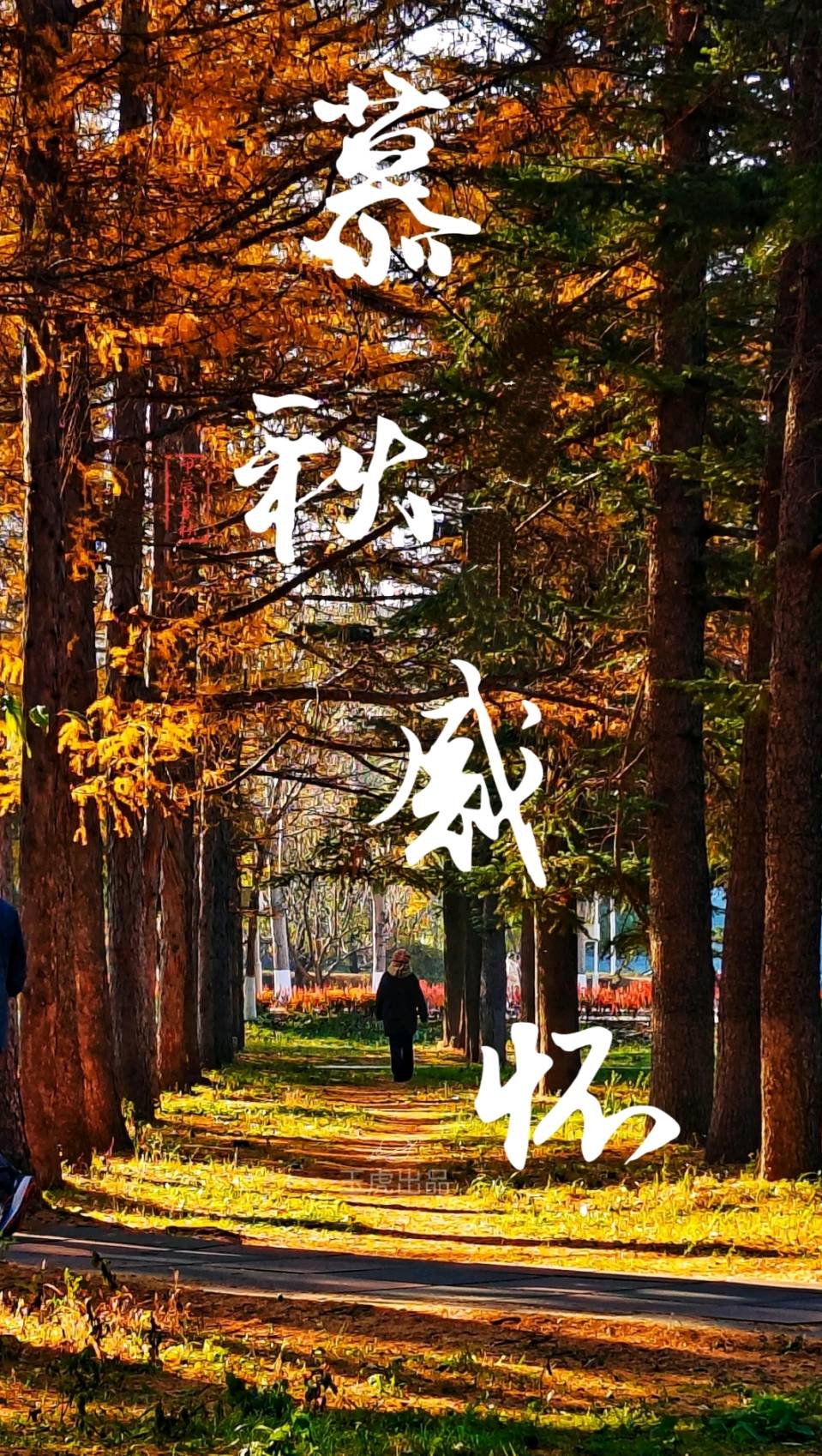 昌图诗词十月份练笔《西江月》专辑总第86期(图25)