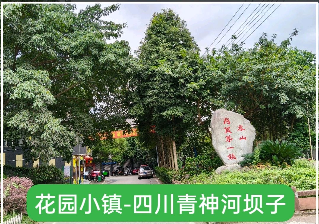 【三苏文学】《堰华路随笔》四川丹棱奔兔（朱仕军）老师的佳作（图5）