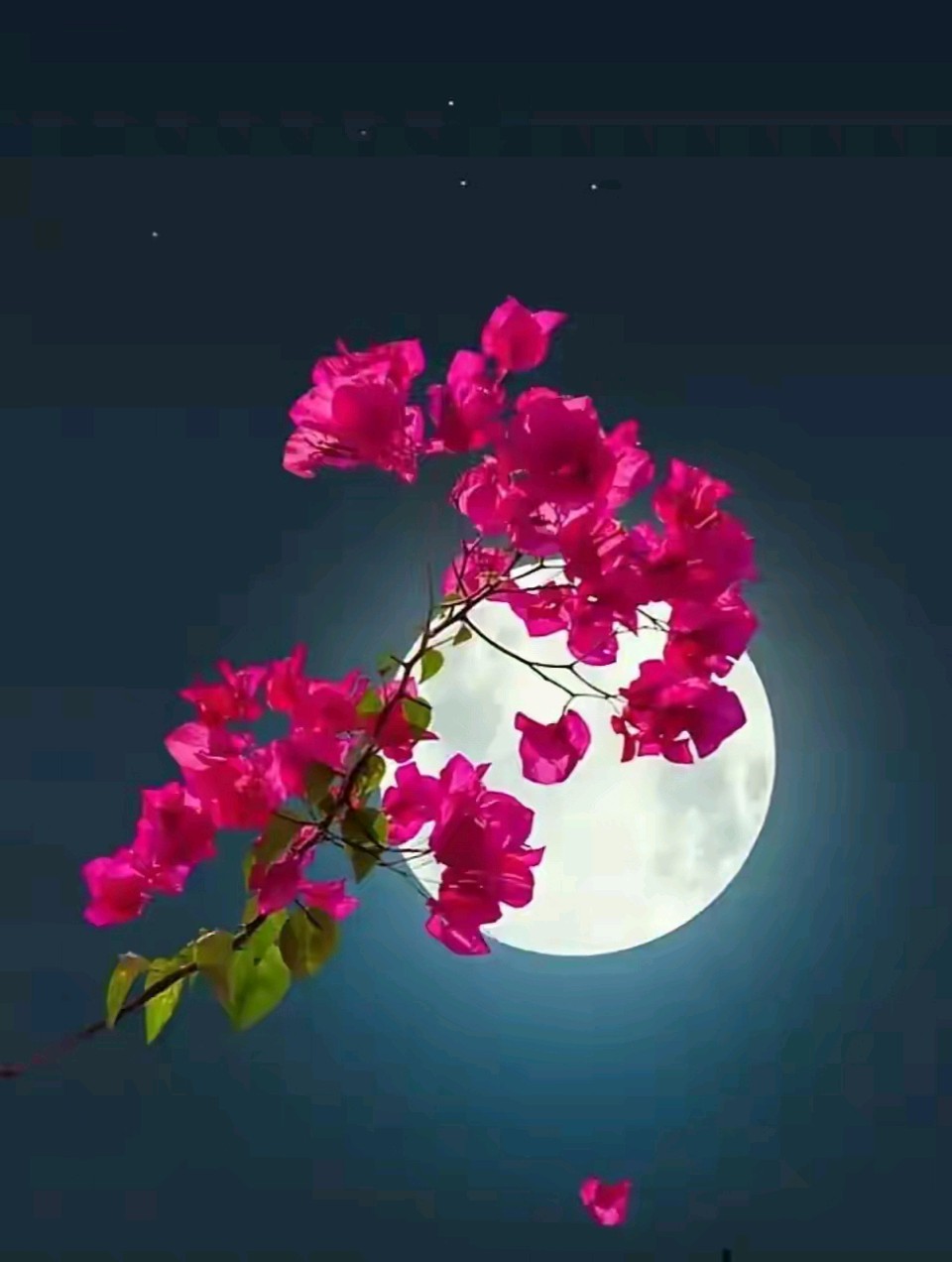 【七律】月下赏菊 文/牛哥(图2)