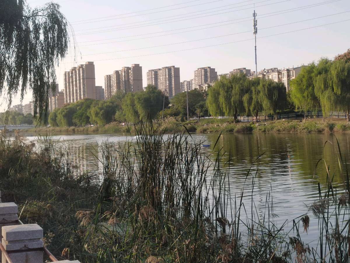 【北京头条】霜天寥廓雁南翔,万木萧疏菊独芳。枫叶流丹燃远岭,芦花飞雪满寒塘。风摇枯荷听残雨,露冷疏桐挂夕阳。莫道秋深颜色尽,依然画卷胜春光。(图5)