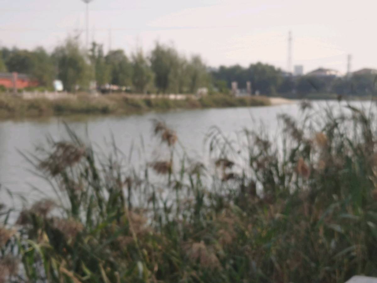【北京头条】霜天寥廓雁南翔,万木萧疏菊独芳。枫叶流丹燃远岭,芦花飞雪满寒塘。风摇枯荷听残雨,露冷疏桐挂夕阳。莫道秋深颜色尽,依然画卷胜春光。(图3)
