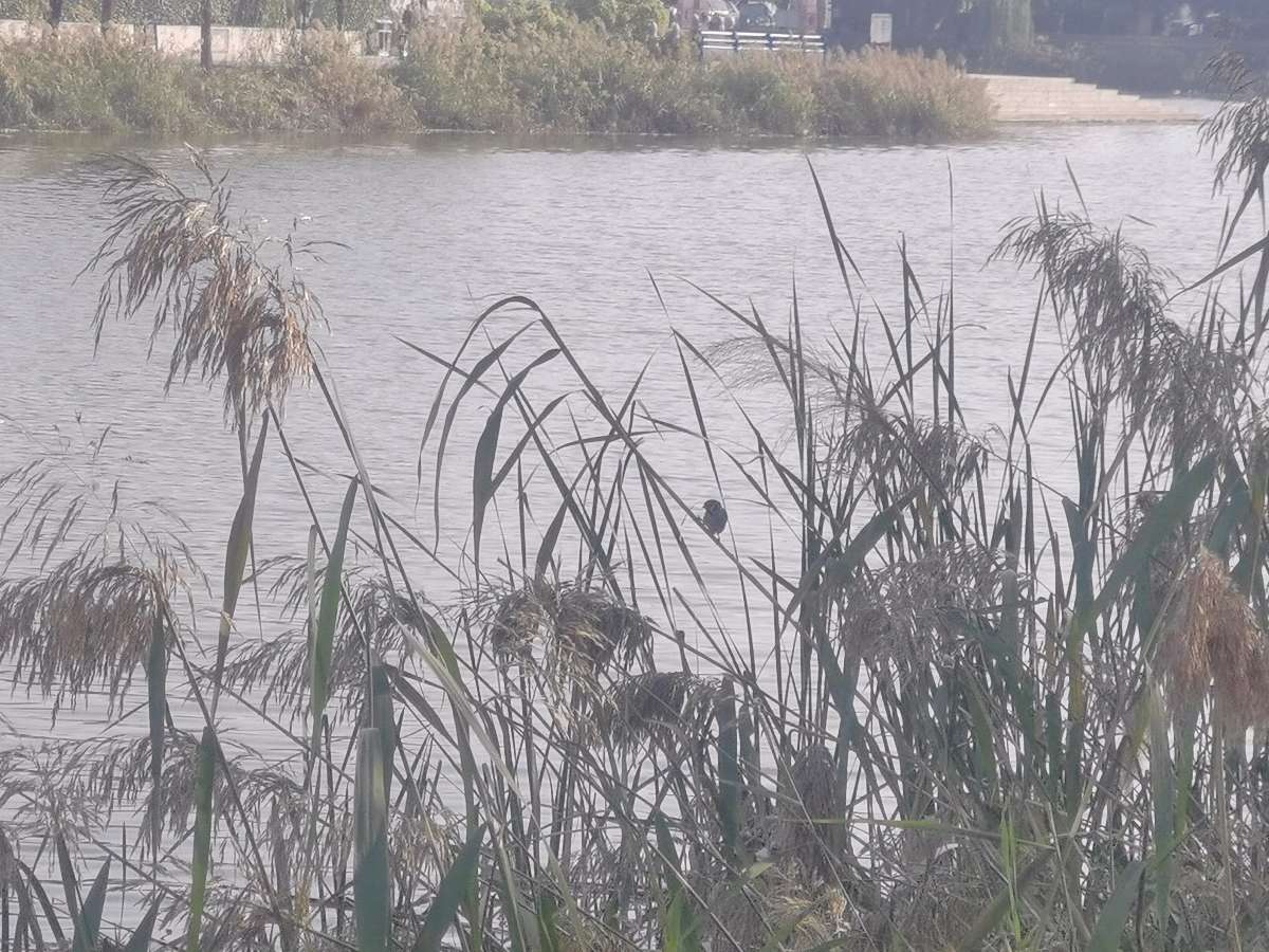 【北京头条】霜天寥廓雁南翔,万木萧疏菊独芳。枫叶流丹燃远岭,芦花飞雪满寒塘。风摇枯荷听残雨,露冷疏桐挂夕阳。莫道秋深颜色尽,依然画卷胜春光。(图2)