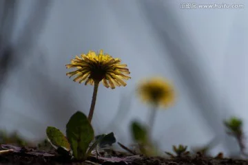 王洪生老师佳作推荐 苦菜花 精英金牌主播 喜洋洋 春辉若诗墨飘香文学社第4154期