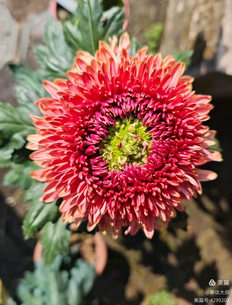 聆听 ‖ 爱玲朗诵《菊花的内敛》作者/刘伙力（图4）