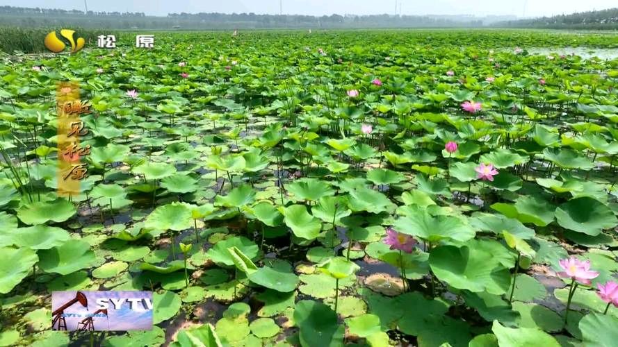 【北京头条】爱家心静诗歌专辑056期（图3）