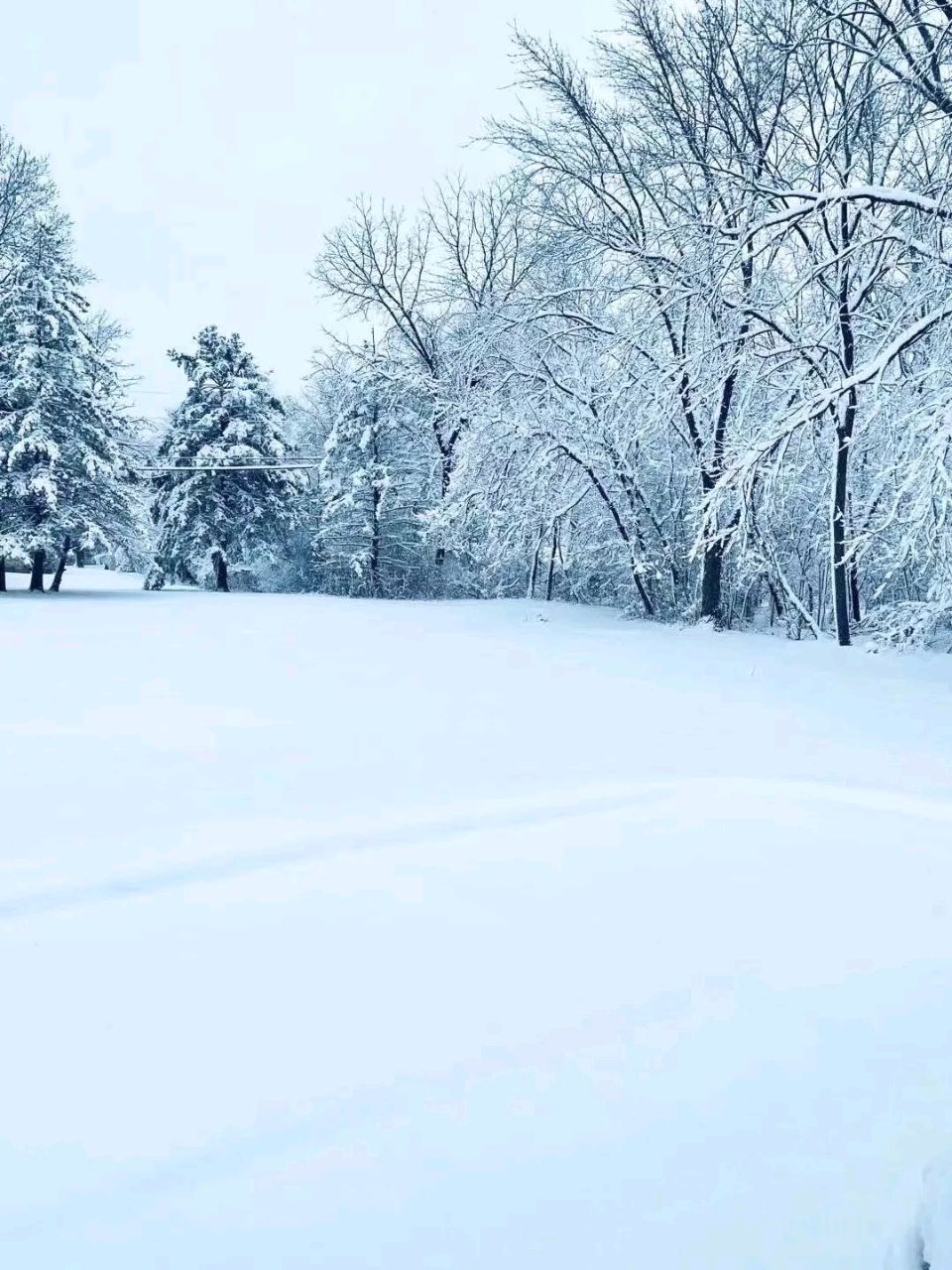 【荣耀中国】文学社*盼一场雪文/千江月（图3）