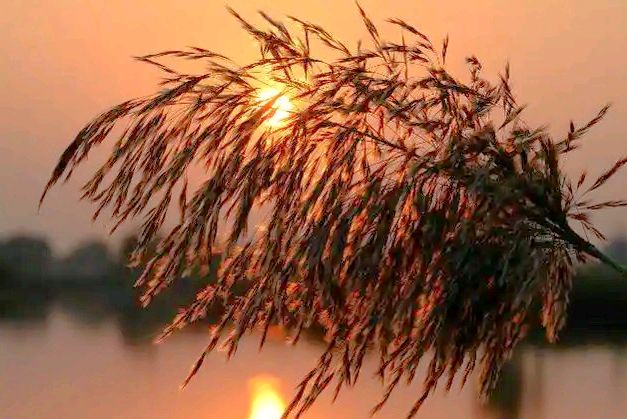 南歌子·芦花