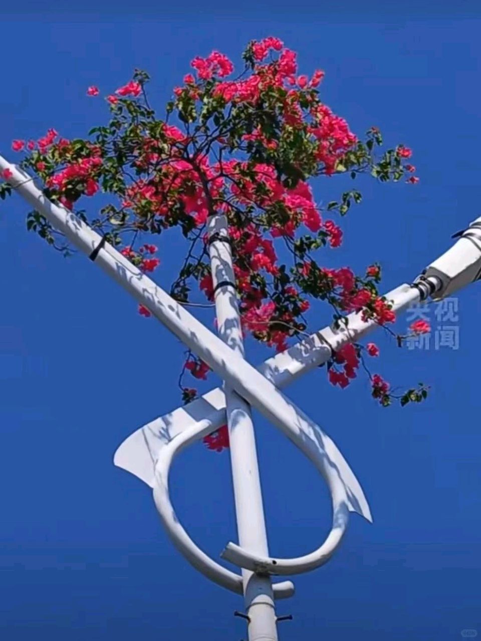 【都市精英文学社】鹧鸪天·赞海南灯杆三角梅 作者丁景玉（不老松）（图5）