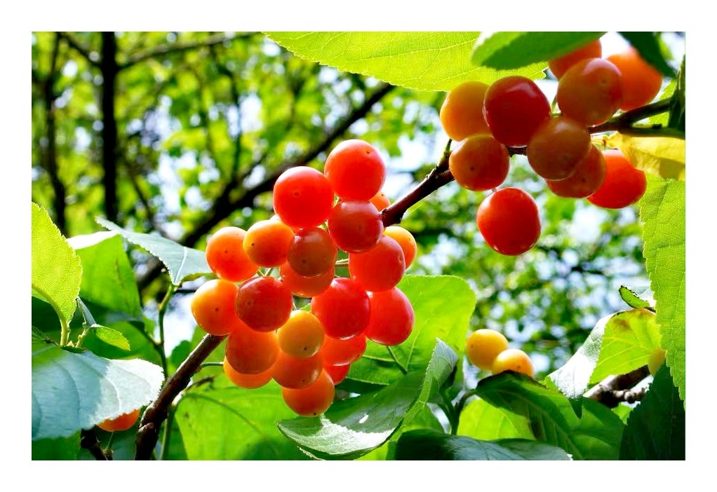 喜报|佳樱樱桃酒斩获农高会后稷奖(图7)