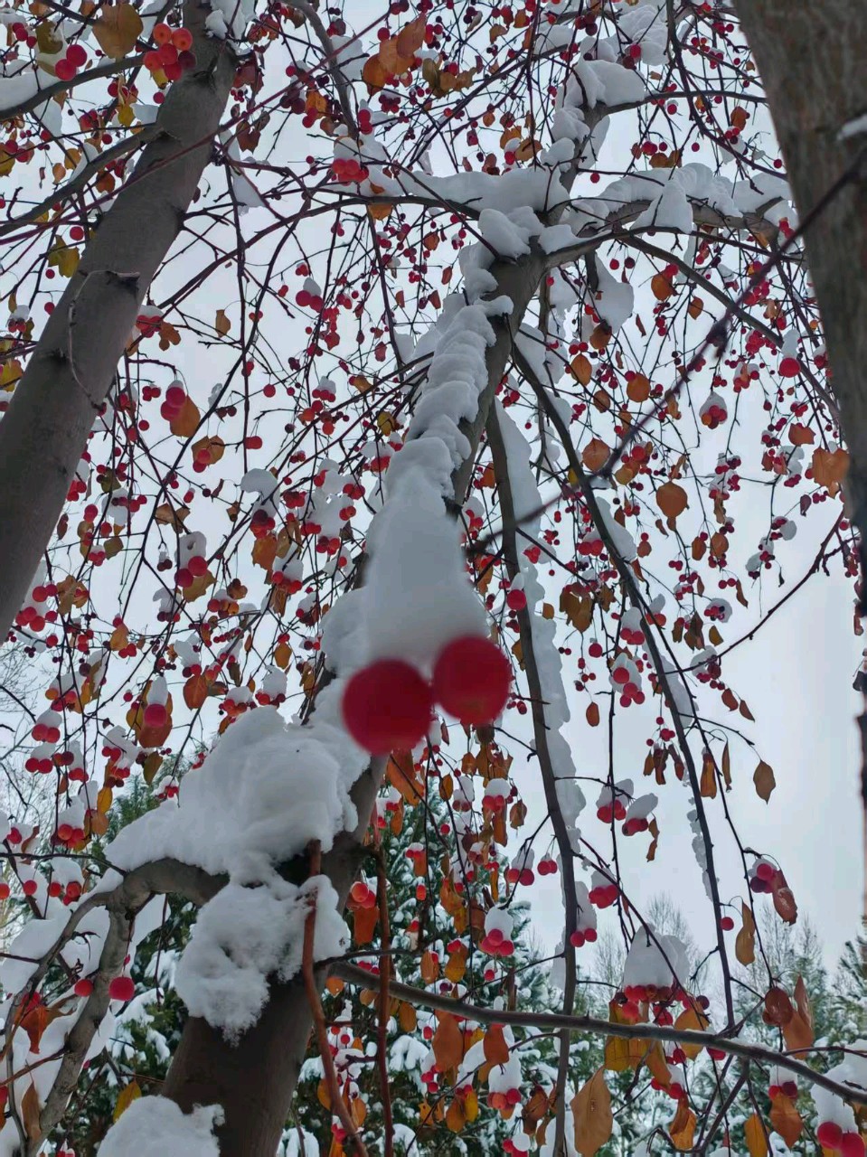 《雪落吉木乃》作者/马福元 主播/庞妍 主编/胡琴（图2）