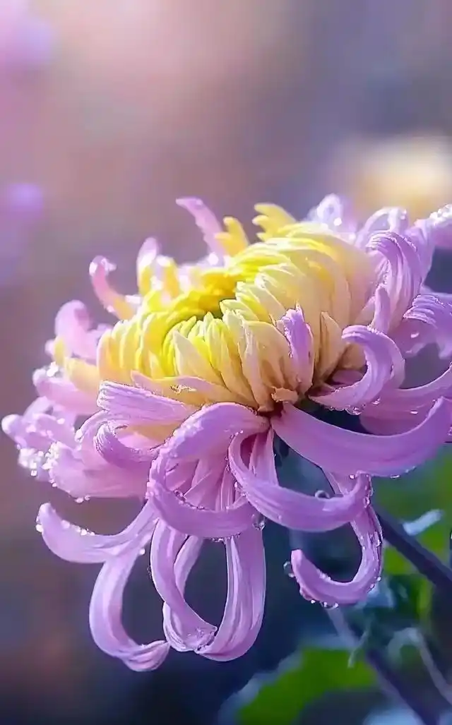 【金秋十月律诗八首】文/晚秋‖ 诵/雪花飞舞【采菊文苑美文美诵】总10102期
