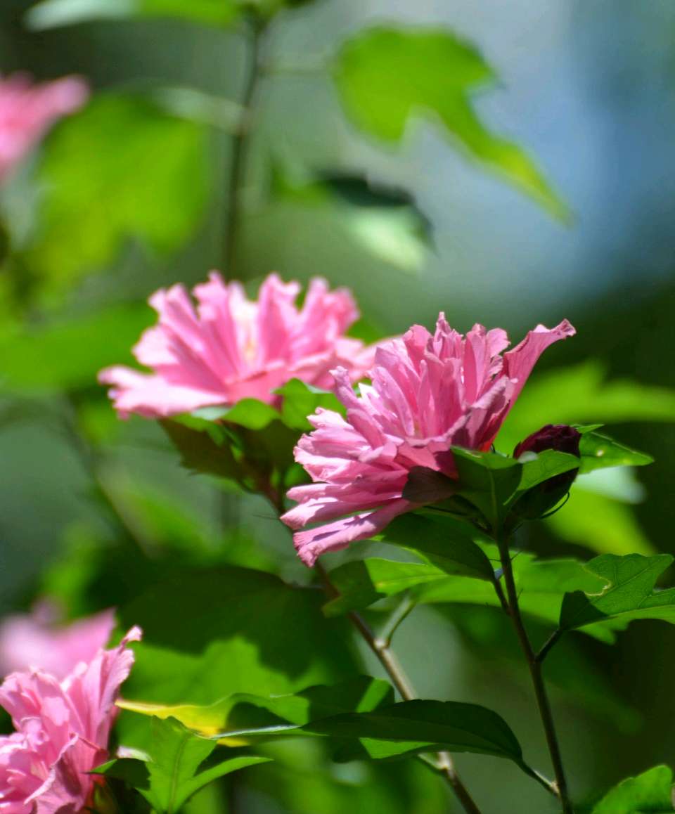 【诗外桃源】第018期百花齐放(文责自负)(图4)