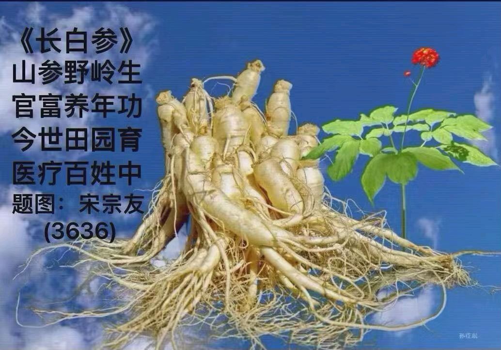 题图诗连载3636《长白参》作者宋宗友（吉林）编辑孙秀兰20261031（图4）