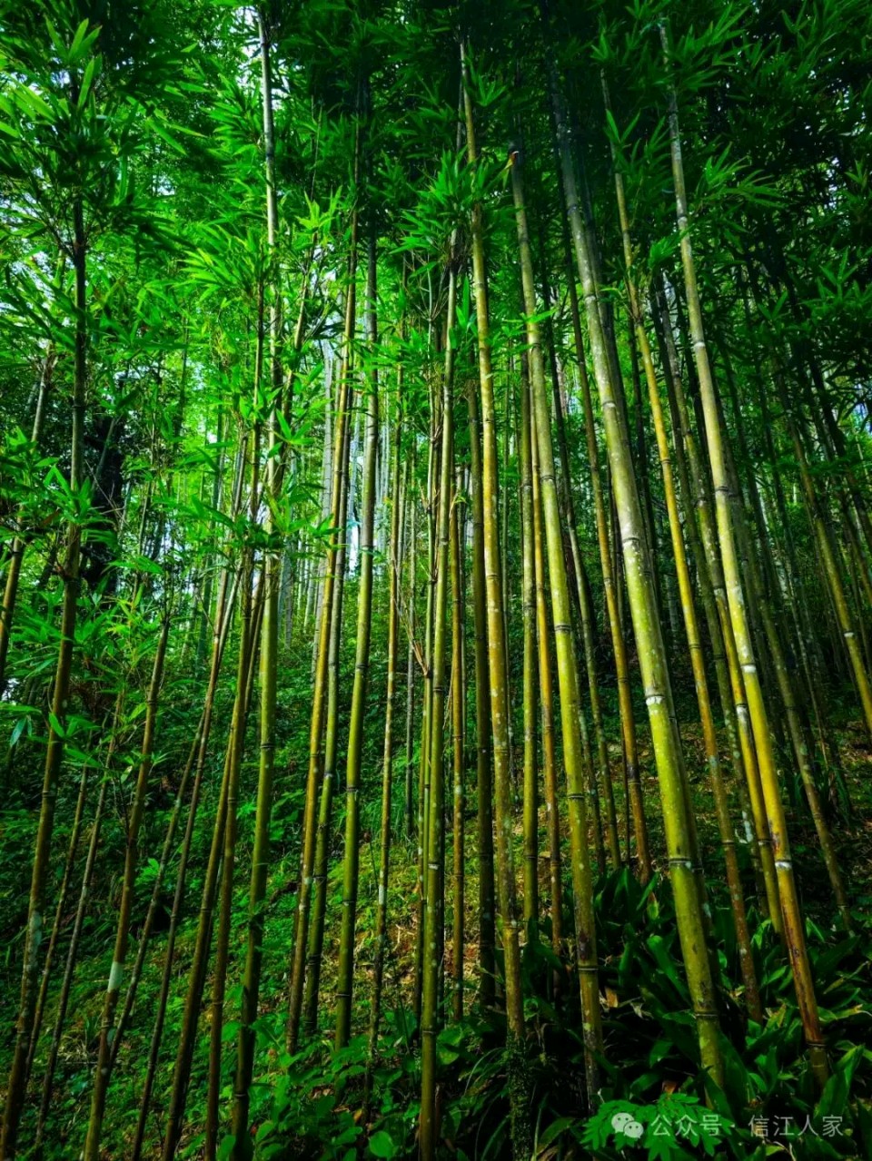 明德问道|问道楼观融儒道 初心笃行传文脉——一场跨越古今的周至文化传承会晤(图7)