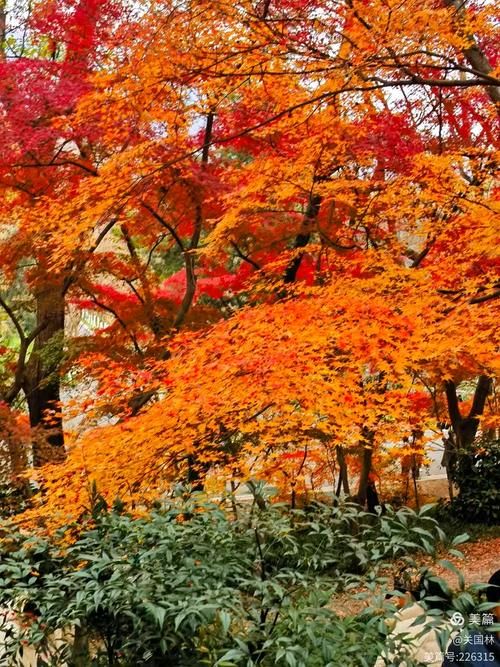 【北京头条】单嵘诗歌专辑085期（图3）