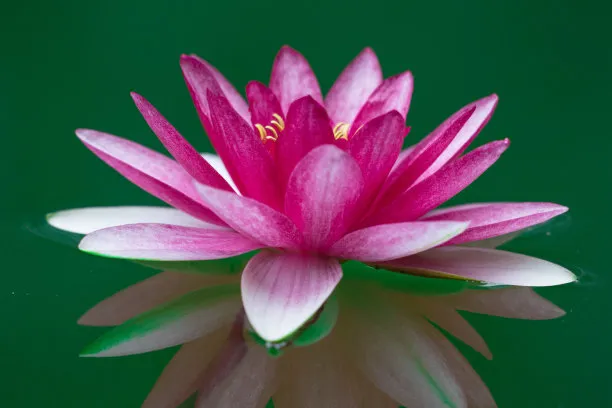 莲的心事   (散文)   戢兰芬
