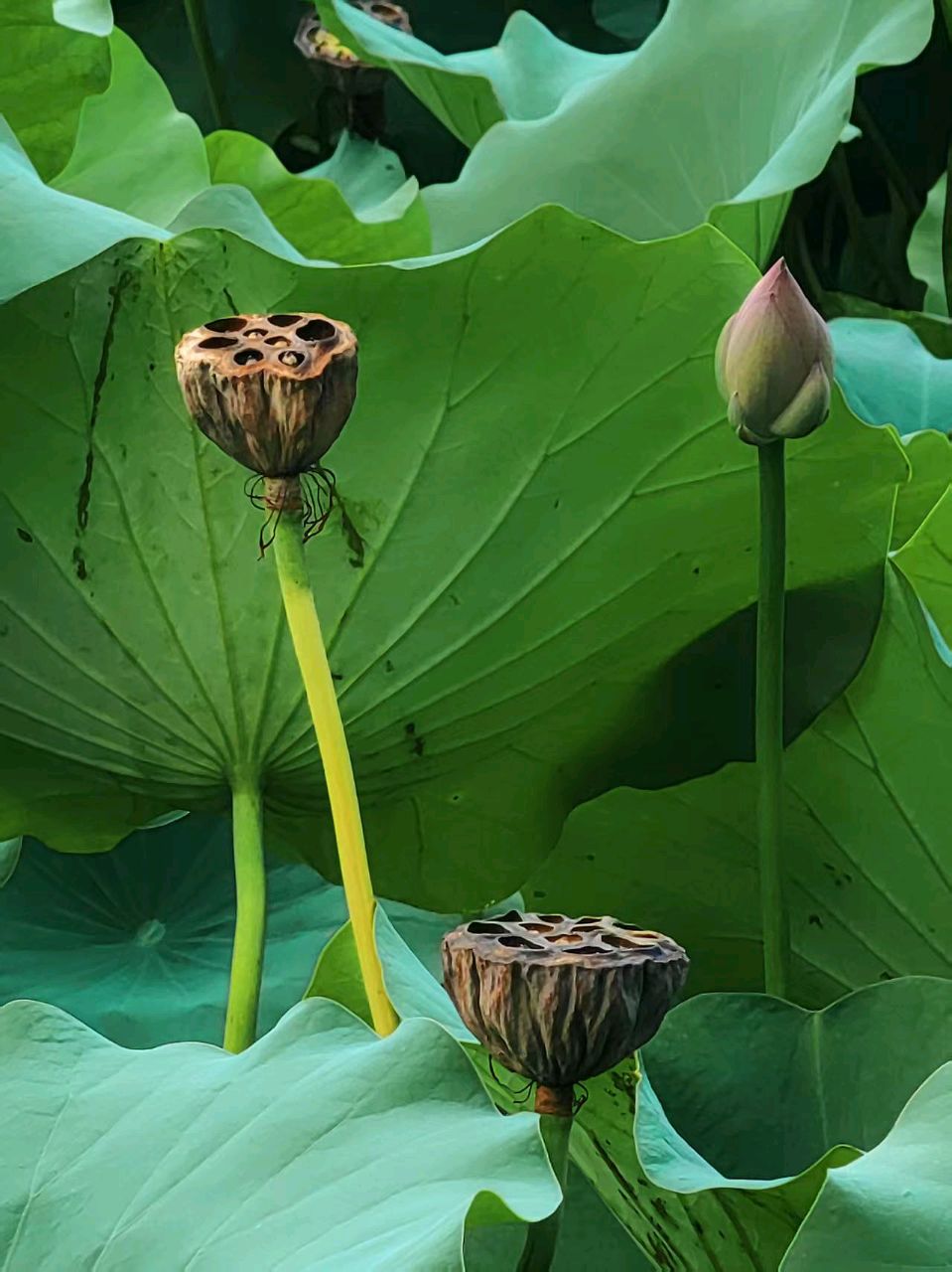 莲的心事   (散文)   戢兰芬