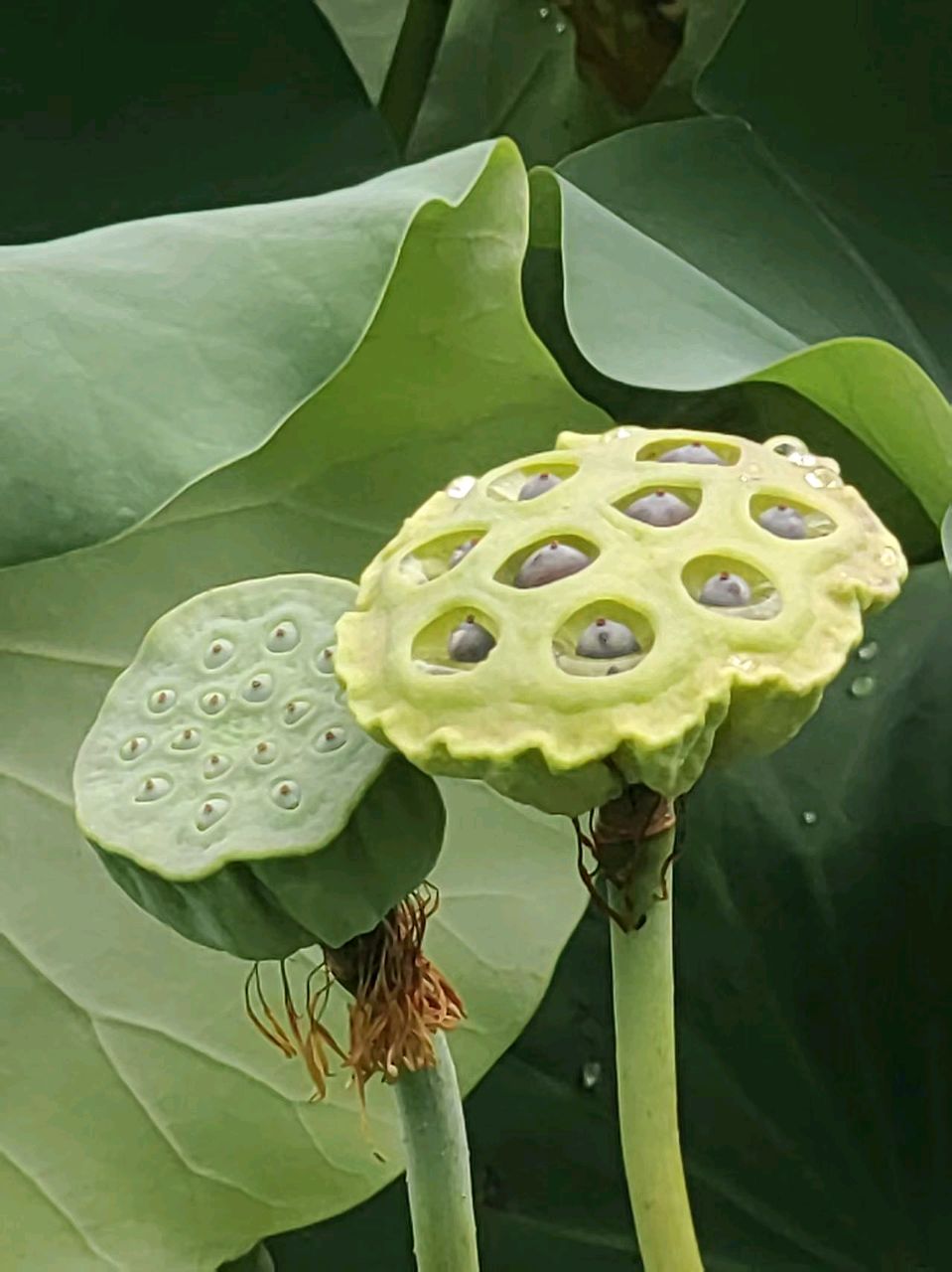 莲的心事 (散文) 戢兰芬（图6）