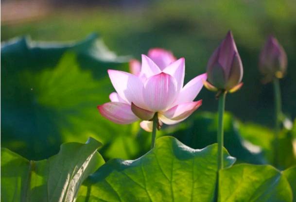 莲的心事 (散文) 戢兰芬（图8）