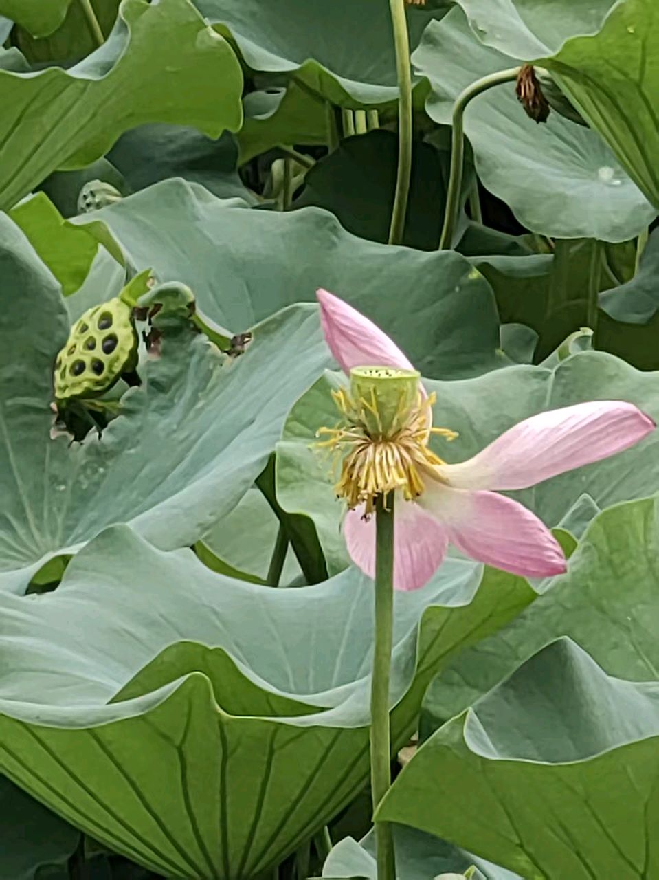 莲的心事 (散文) 戢兰芬（图7）